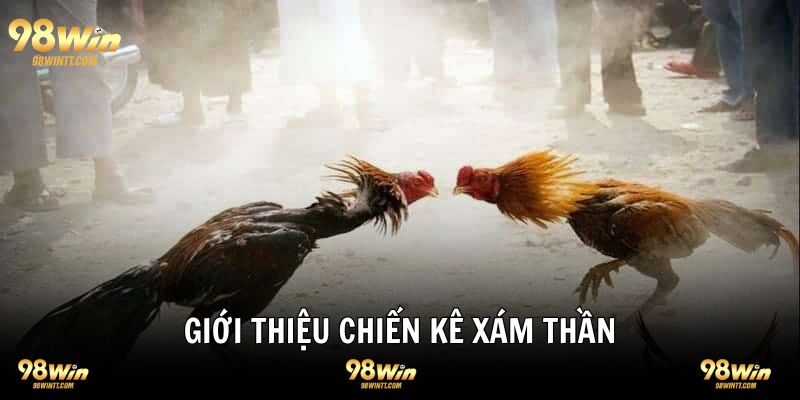 Giới thiệu chiến kê xám thần tổng quan 